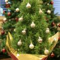 A tree-shaped rosemary plant can make a fun and aromatic miniature Christmas tree to brighten up holiday homes. (Photo by MSU Extension Service/Gary Bachman)