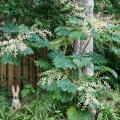 One of the easiest ways to add tropical flair to any landscape is to use plants with large leaves, such as this rice paper plant. (Photo by MSU Extension Service/Gary Bachman)