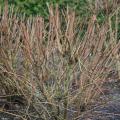 As temperatures rise, gardeners should exercise patience when surveying cold damage to landscape plants, shrubs and trees, because some plants may not bounce back until summer. (Photo by MSU Extension Service/Gary Bachman)