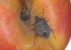 A brown marmorated stink bug with numerous small spots on its body and two white lines on its dark, brown antennae sits on top of a red and yellow apple.