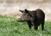 A brown wild hog forages in green grass.