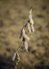 Photo shows mature, dried soybean pods hanging against a brown, natural background.