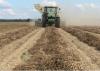 A green combine rolls through a peanut field. In the foreground, peanuts waiting to be harvested rest on the ground.