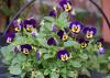 Purple viola flowers grow in a container.