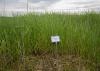 A marker stating “Common Vetch” stands in a section of tall green grass.