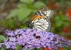 An orange and white Monarch butterfly rests on small purple flowers.