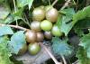 Muscadines of various shades are bunched on the vine.