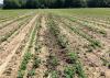 Rows of small green plant, some near disturbed soil, in a large field.