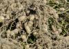 A clump of light-tan peanuts hang on their freshly dug roots just above ground.