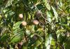 Several ripe persimmons hang from tree branches surrounded by green leaves.