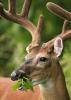 deer with velvet antlers chewing leaf