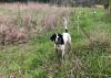 A black and white dog stands alert with his tail up and ears forward in tall grass with trees in the background.