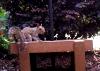 Alert gray squirrel pauses on a platform with shrubbery in the background.