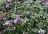 Purple pansy flowers and leaves are drooping and covered with a layer of frost.