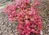 A small bush with bright red leaves contrasts against a rock-filled garden.