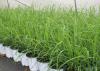 White flower pots containing green lemongrass are lined up on the ground.