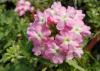 A cluster of small pink verbena flowers with white centers is seen above a bed of green.