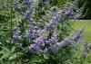 Spikes covered with small purple flowers extend from a green bush.