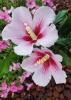 Light pink blooms has dark pink centers.