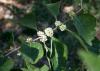 A single branch has bunches of white berries growing at each leaf junction.