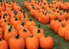 Dozens of bright-orange pumpkins sit in rows on the grass.