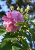 A single, pink flower rests at the end of a branch seen against a leaf-filled blue sky.