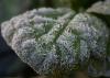 A green leaf is covered with individual, geometric ice crystals.