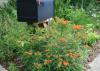 A black mailbox rises above a sea of green foliage and delicate clusters of mostly orange flowers.