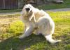 A golden retriever scratches fleas on green grass.