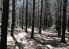 Sun shines down through rows of young pine trees, each about 10 inches in diameter, with minimal greenery visible.