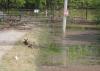 Two deer are lying down beside a remote road that ends at a closed farm gate with floodwater and debris floating beyond and around the area.