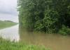 A green mass of hardwood trees rise up from floodwaters beside a long, raised levee.