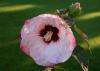 A single large bloom with red-tinged edges and a red center opens against a green background with a single bud above it.