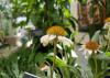 Two flowers with white petals and spiky, orange centers rise on tall stems above a blurred-out green background.