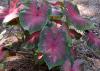 A clump of large caladium leaves with green edges and pink centers growing out of a bed of pine straw.