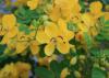 A single, delicate yellow bloom is centered in a frame filled with other yellow blooms and green foliage.