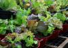 Small planters in a row overflow with young lettuce plants.