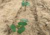 Leaves of young cotton plants.