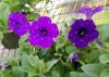 Individual purple flowers rise above the greenery placed on an open-grid surface.