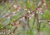 A bee gathers pollen form a blueberry bloom.