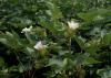 Close-up of a cotton plant.