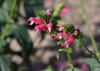 Tiny pink blooms emerge along a green spike.