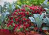 Bluish-green, upright leaves are interspersed with a mound of red flowers.