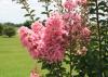 Small pink flower clusters bloom at the end of branches.