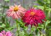 Two pink blooms have ruffled petals.