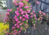 A cluster of pink blooms leaning against a wooden fence.