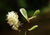 A bottlebrush-shaped flower and leaves are shown close-up.