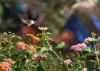 A hummingbird feeds on lantana.