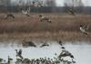 Ducks in a marsh