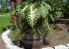 A wooden barrel holds a plant with giant, colorful leaves.